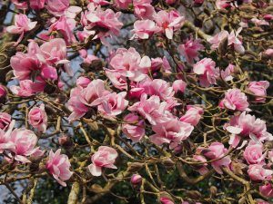 Magnolia ‘Caerhays Belle’