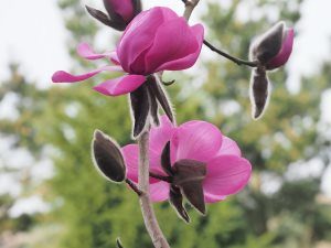 unnamed seedling magnolia