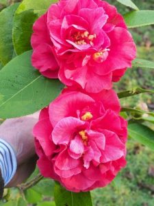 Camellia reticulata ‘Miss Tabulare’