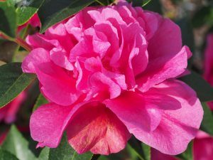 Camellia reticulata ‘Fiesta Crane’