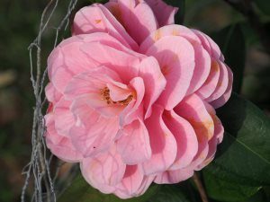 Camellia reticulata ‘Lovely Lady’