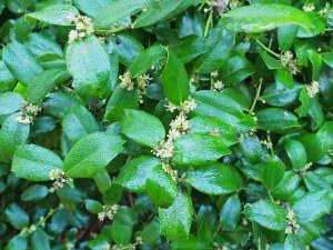 Ilex cornuta