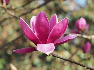 Magnolia ‘Shirraz’