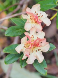 Rhododendron Golden Oriole Group – ‘Talavera’