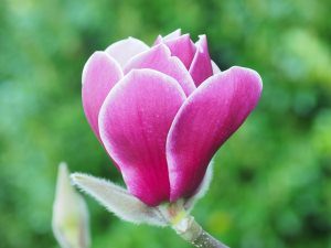 Magnolia ‘Black Tulip’ x ‘Pickards Ruby’