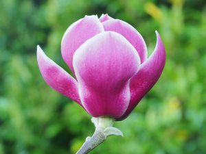 Magnolia ‘Black Tulip’ x ‘Pickards Ruby’