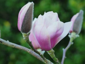 Magnolia ‘Rebeccas Perfume’