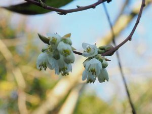 Rehderodendron indochinense