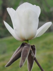 Magnolia ‘Leda’
