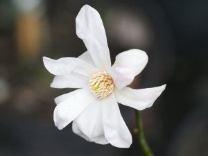 Magnolia sinostellata