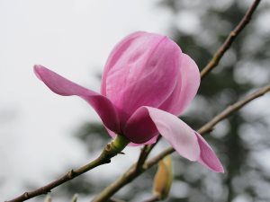 Magnolia ‘Frank Gladney’