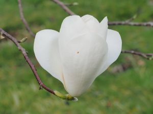 Magnolia ‘Tina Durio’