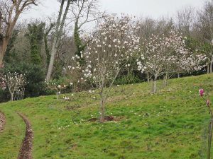 American bred magnolias