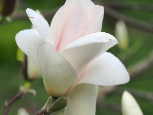 Magnolia ‘Tina Durio’
