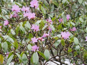 Rhododendron augustinii