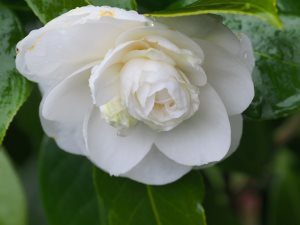 Camellia ‘Primavera’