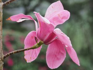 Magnolia ‘Westonbirt’