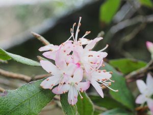Rhododendron scabrifolium