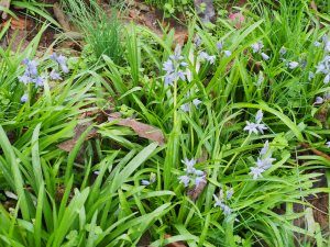 Spanish bluebells