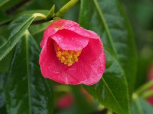 camellia pitardii