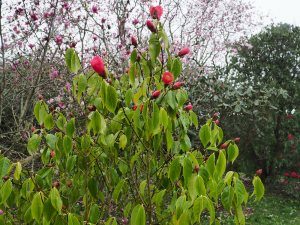 camellia pitardii