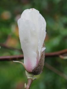 Magnolia ‘Lu Shan’
