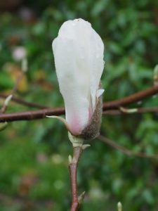 Magnolia ‘Lu Shan’
