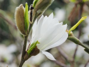 Magnolia stellata ‘Centennial’