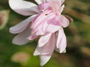 Magnolia stellata ‘Chrysanthenumiflora’