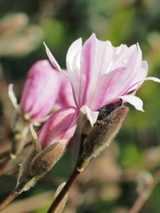 Magnolia stellata ‘Chrysanthenumiflora’