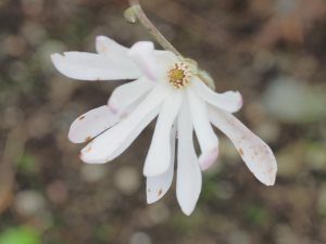 Magnolia stellata ‘Jane Platt’