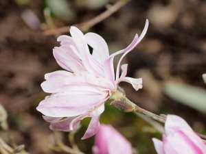 Magnolia stellata ‘Kiskei’