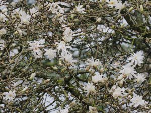 Magnolia stellata ‘Royal Star’