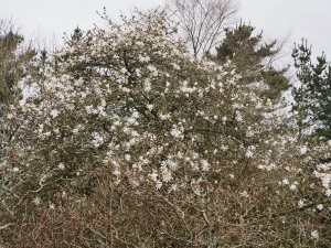 Magnolia stellata ‘Royal Star’