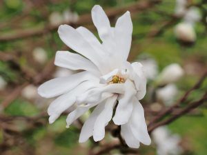 Magnolia stellata ‘Water Lily’