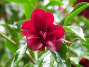 Camellia ‘Black Lace’