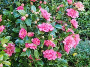 Camellia x williamsii ‘Laura Boscawen’