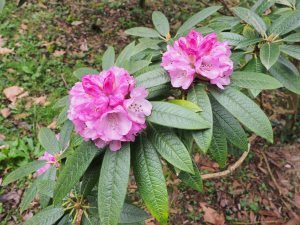 Rhododendron frangipanensis