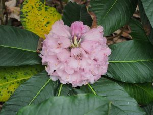 Rhododendron prostitum