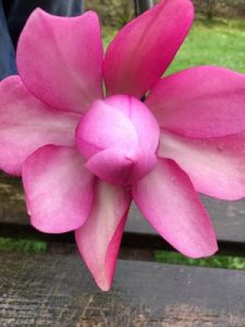 Magnolia campbellii ‘Peter Borlase’
