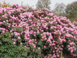 Rhododendron ‘Endsleigh Pink’