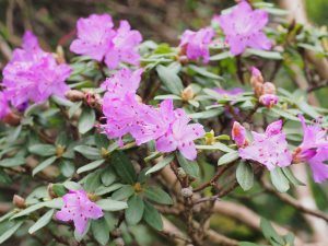 Rhododendron impeditum ‘JC Williams’