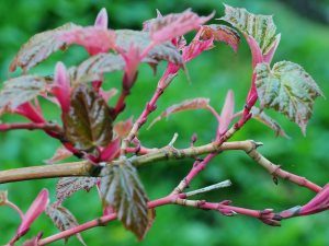 Acer x conspicuum ‘Red Flamingo’