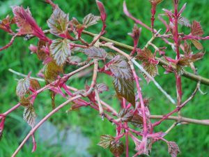 Acer x conspicuum ‘Red Flamingo’