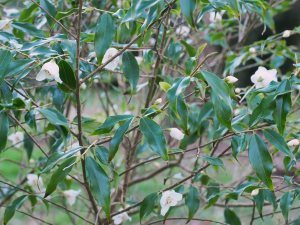 Camellia taliensis