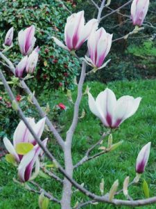 Magnolia ‘Purpurascens’