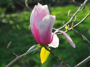 Magnolia ‘Early Rose’