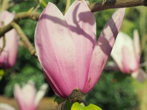 Magnolia ‘Early Rose’