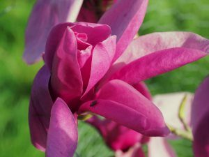 Magnolia ‘Livingstone’