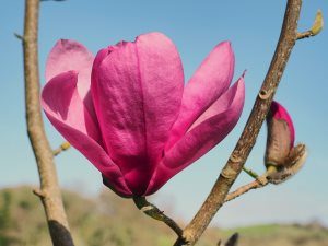 Magnolia ‘Livingstone’